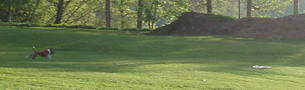 lotus lure-coursing