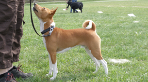 lotus lure-coursing